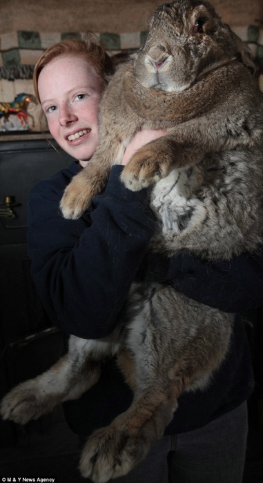 Симпатичный и пушистый… самый толстый кролик в мире. Фотографии