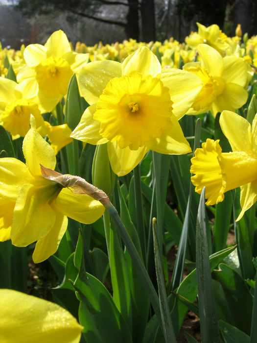 daffodils (525x700, 447Kb)