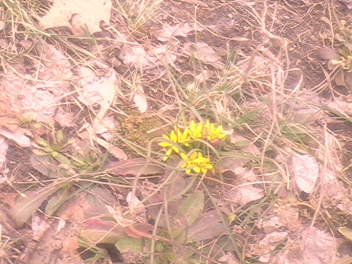 IMG0161A (700x525, 134Kb)