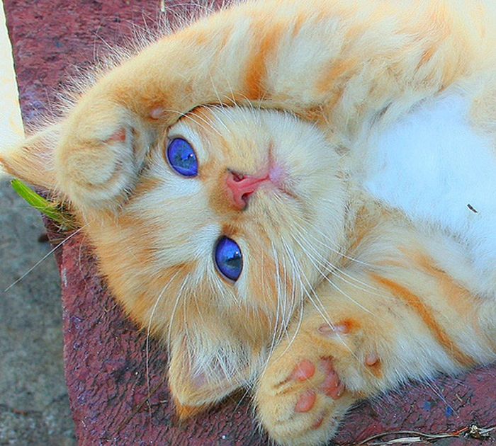 1334000865_kittens_55 (700x630, 96Kb)