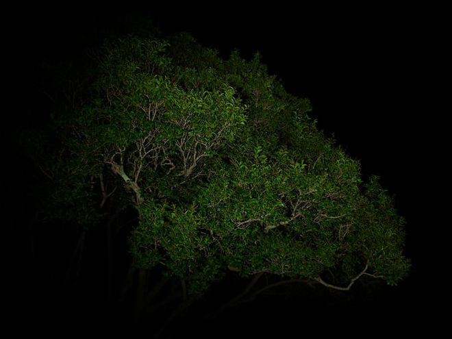 night3 (660x495, 48Kb)