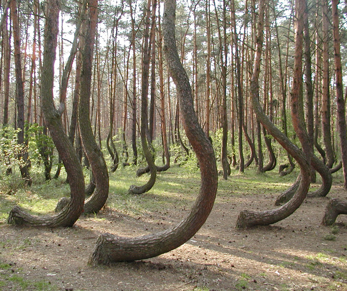 crooked-forest-1 (700x586, 265Kb)