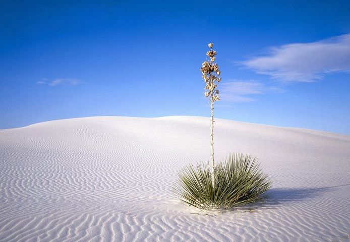 Необычная пустыня Белых Песков (фото) - фото 9