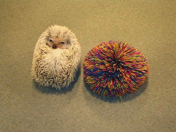 Hedgehogs02 (700x525, 108Kb)
