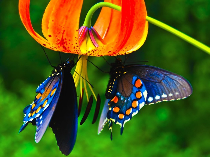 Цветы любят все Beautiful_cool_butterfly_Wallpaper (700x525, 92Kb)