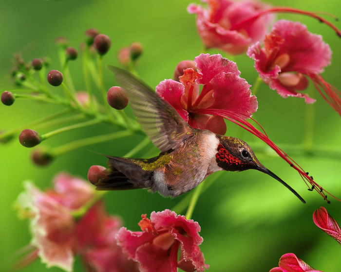 Цветы любят все Animals_Birds_little_Hummingbird_031817_ (700x560, 408Kb)