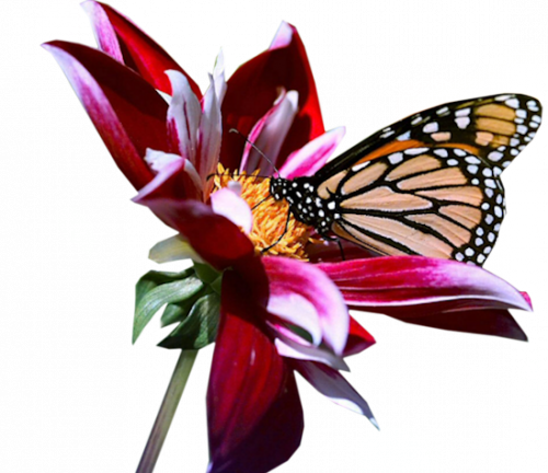0_7cd5c_f1b16c8d_L (500x432, 378Kb)