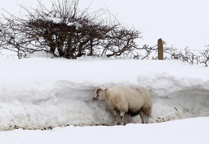 В Северной Ирландии заживо похоронены тысячи овец