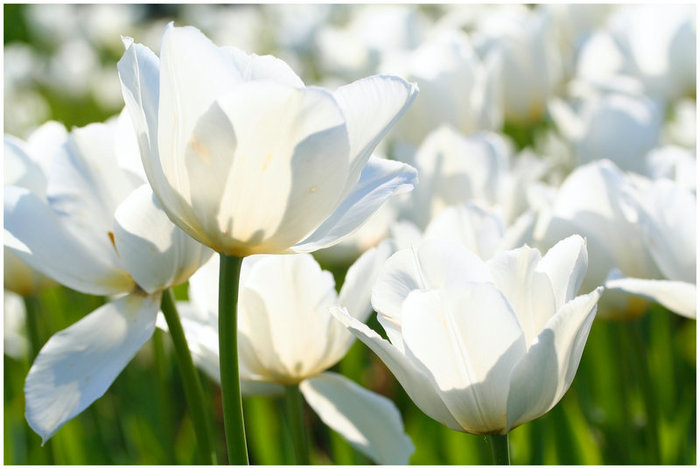 3303834_white_tulips_23 (700x469, 56Kb)