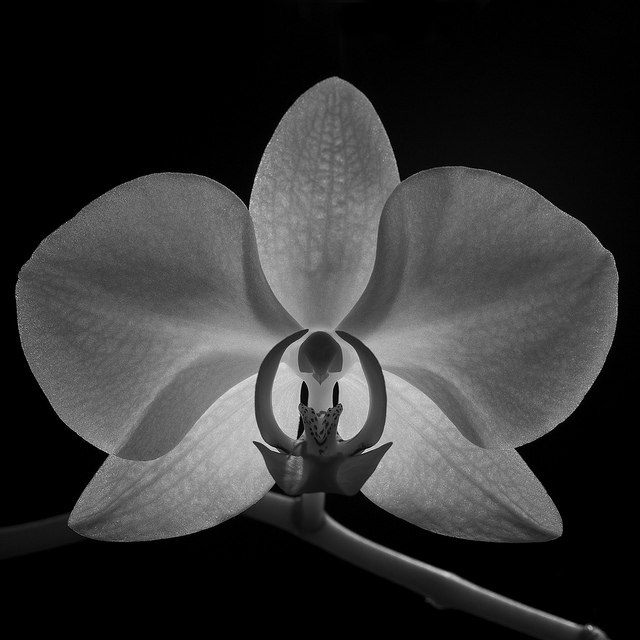 Orquidea (640x640, 124Kb)