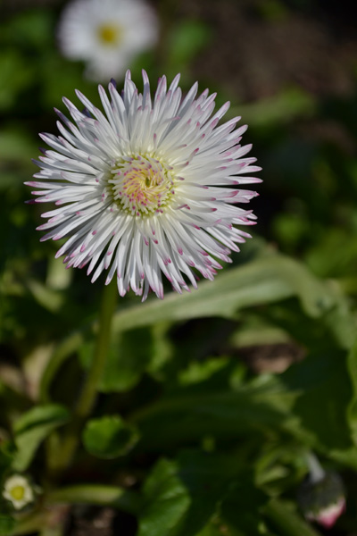 DSC_0048 (400x600, 97Kb)