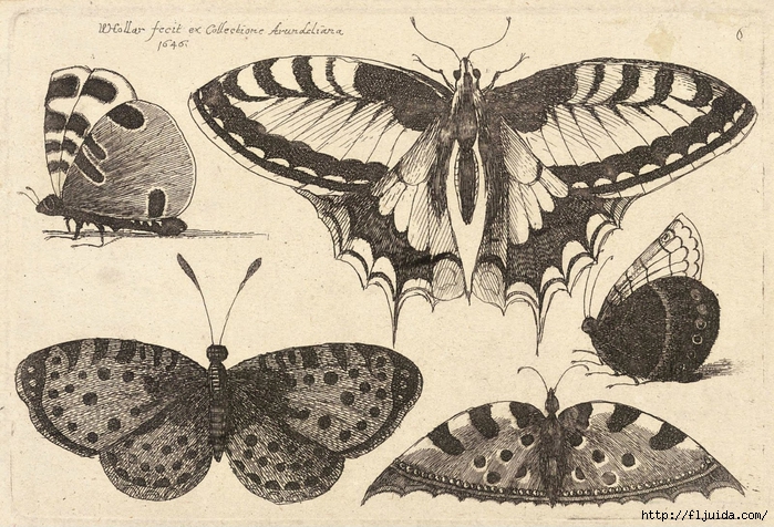 Wenceslas_Hollar_-_Five_butterflies_(State_3) (700x476, 352Kb)