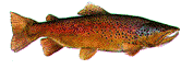 рыб (177x63, 10Kb)
