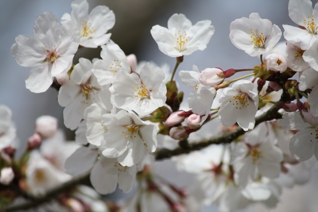 IMG_0722 (640x427, 113Kb)