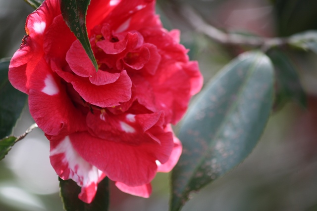 IMG_0716 (640x427, 99Kb)