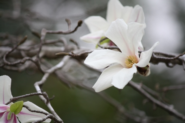 IMG_0596 (640x427, 88Kb)