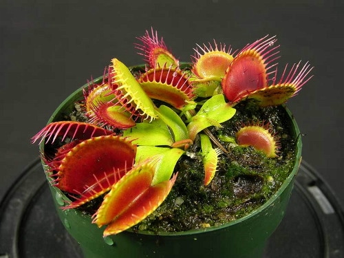 dionaea (500x375, 123Kb)