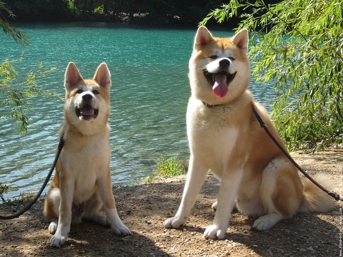 1 Akita Inu - breed dog Hachiko (700x525, 187Kb)