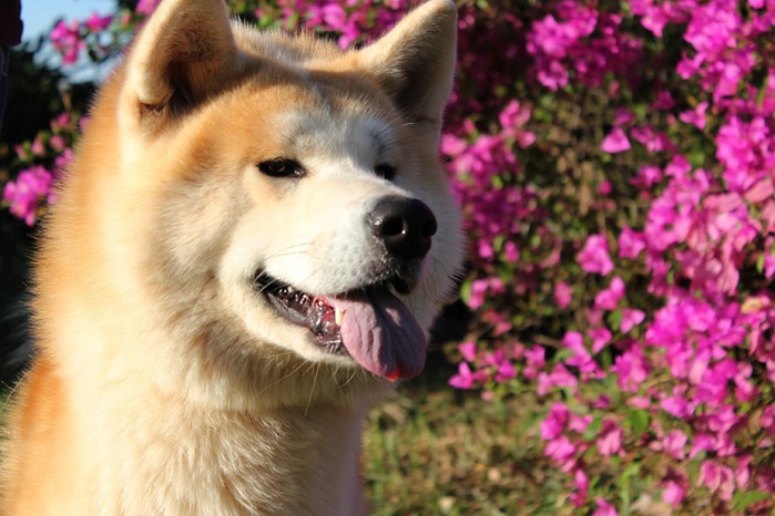 3 Akita Inu - breed dog Hachiko (700x466, 114Kb)