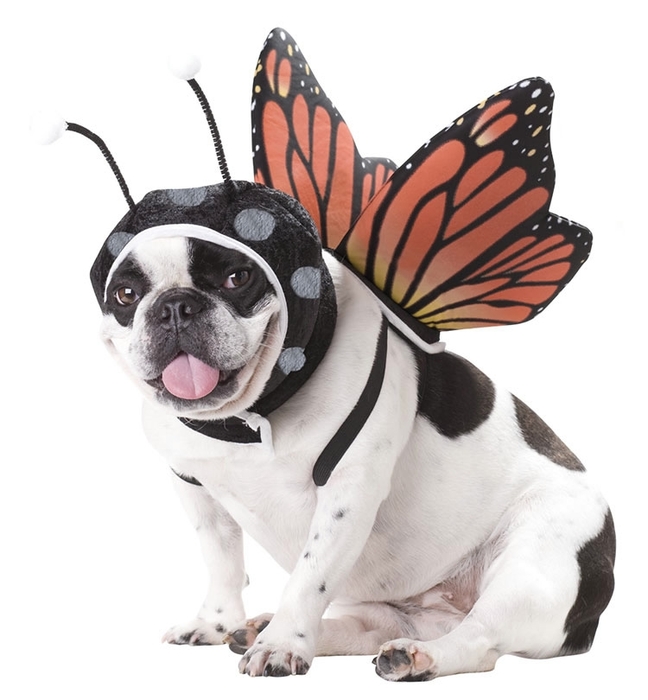 Animal Planet Butterfly Dog Costume (648x700, 185Kb)