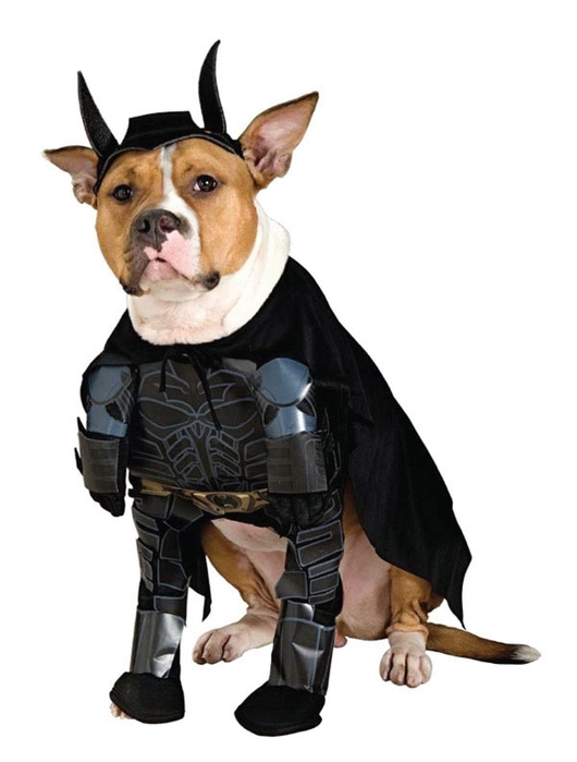 Batman Dog Costume (530x700, 126Kb)