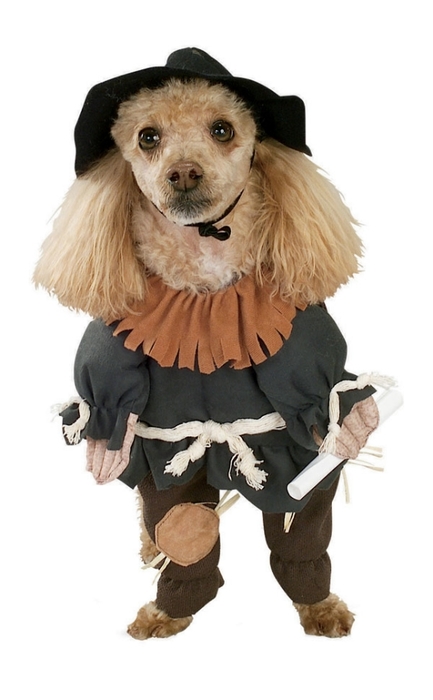 Scarecrow Dog Costume (433x700, 129Kb)