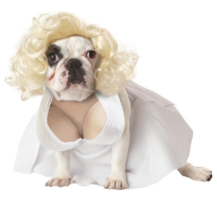 Silver Screen Starlet Dog Costume (700x637, 160Kb)