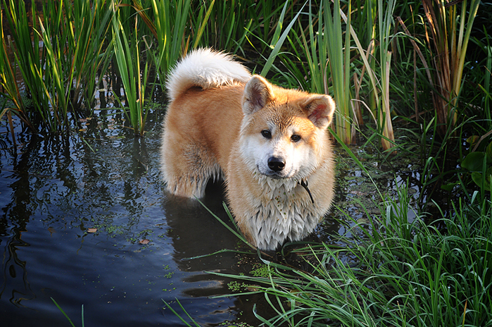 10 Akita Inu - breed dog Hachiko (700x464, 498Kb)