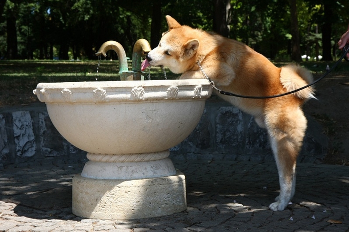 5-Akita Inu - breed dog Hachiko (700x466, 242Kb)