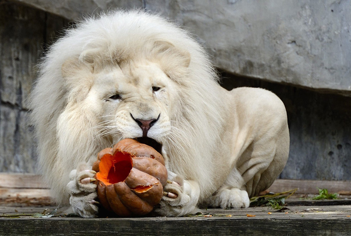 Белый лев и тыква