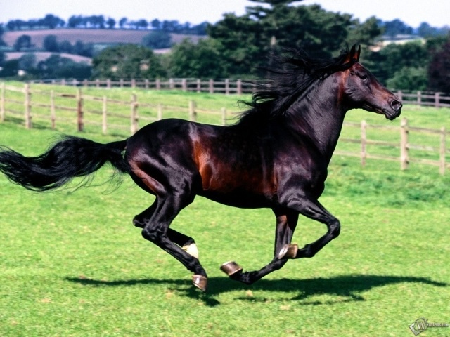 image (640x480, 292Kb)