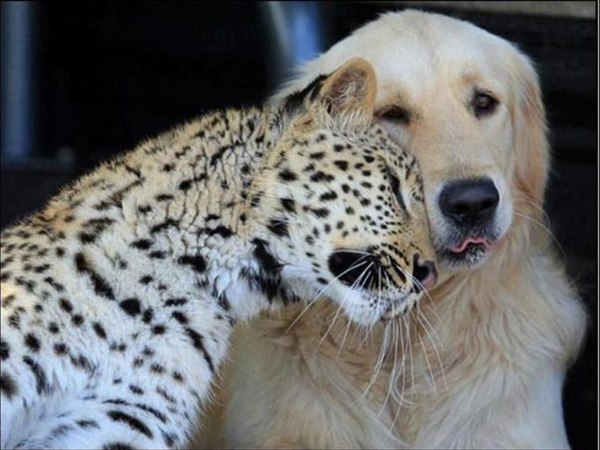 97702117_large_2 (600x450, 58Kb)