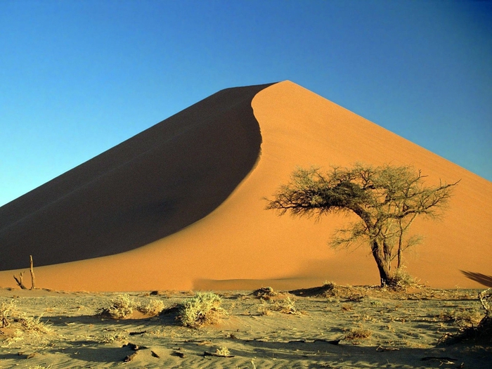 Sand_Dunes_and_Acacia_Tree_Namib_Desert_Namibia (700x525, 274KB)