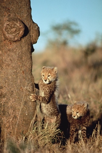 Filhotes da chita que esconde atrás de uma árvore, Serengeti (por Mitsuaki Iwago) (334x502, 135KB)