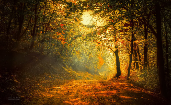 autumn_in_the_forest_ii_by_valiunic-d5j6gye (700x429, 543Kb)
