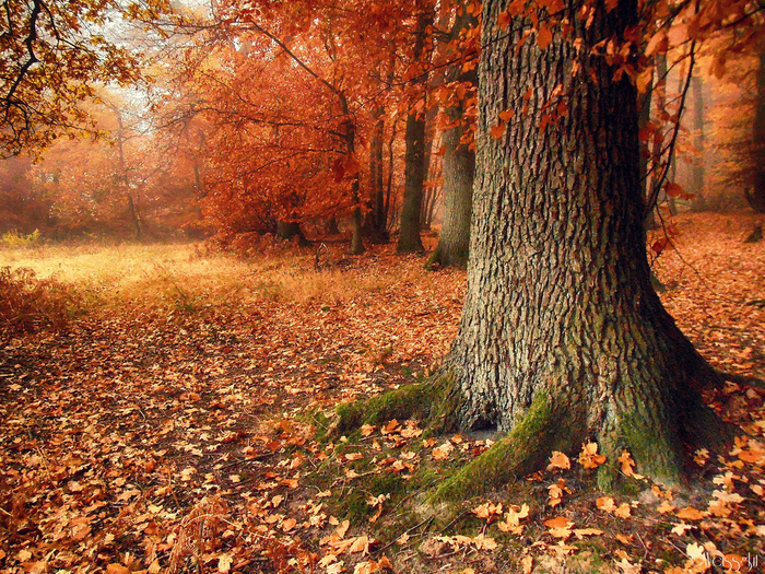 misty_autumn_vi_by_weissglut-d5laszz (700x525, 744Kb)