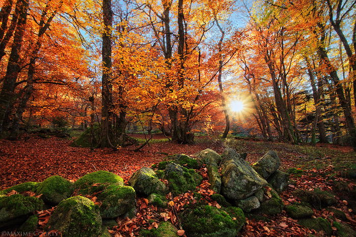 ode_to_autumn_by_maximecourty-d4i14h6 (700x466, 727Kb)