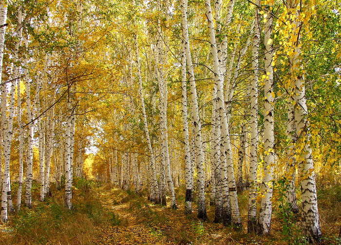 Walks along the paths of autumn