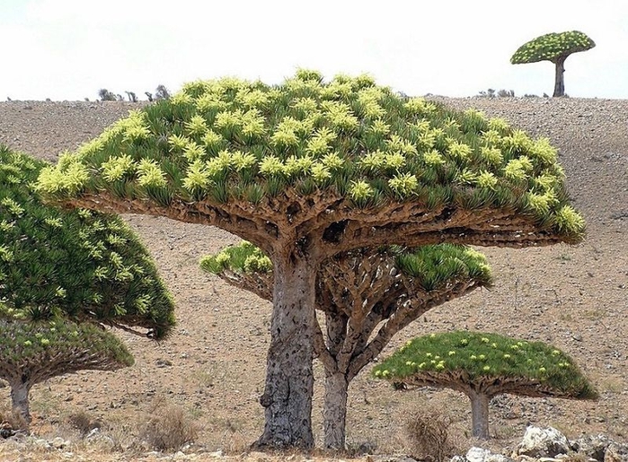 Socotra07 (700x515, 325Kb)