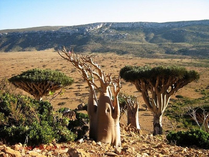 Socotra10 (700x525, 321Kb)