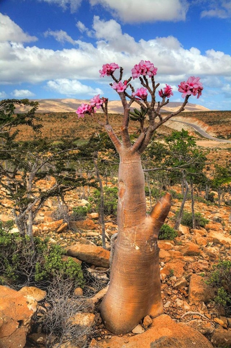 Socotra14 (465x700, 318Kb)