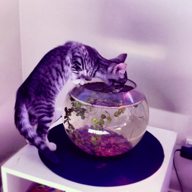 1380650893_funny_animals_20131001_03255_001 (612x612, 180Kb)