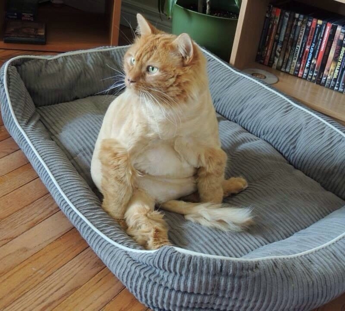 1380650905_funny_animals_20131001_03255_005 (700x630, 309Kb)