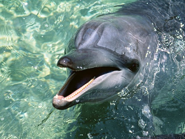 /3185107_delfin_foto (640x480, 92Kb)