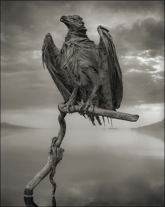 озеро натрон Nick Brandt 1 (559x700, 201Kb)
