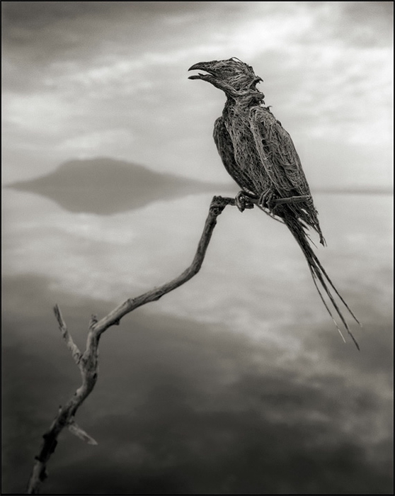 озеро натрон Nick Brandt 2 (558x700, 171Kb)