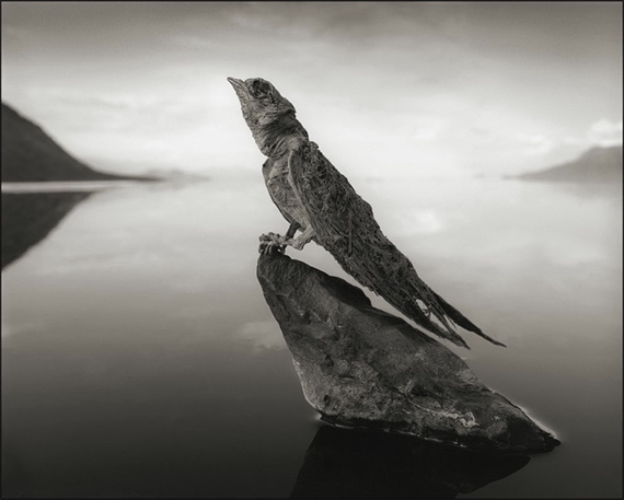 озеро натрон Nick Brandt 4 (570x457, 78Kb)