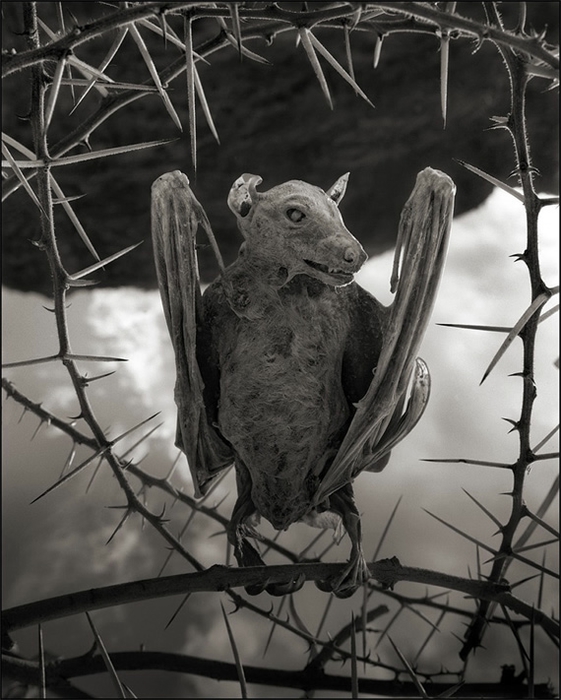 озеро натрон Nick Brandt 6 (561x700, 246Kb)