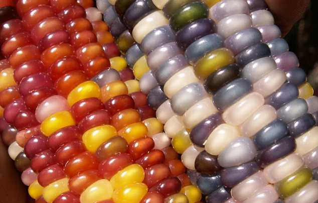 разноцветная кукуруза фото 3 (634x404, 212Kb)
