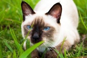 IMG_9339_resize-300x199 (300x199, 19Kb)